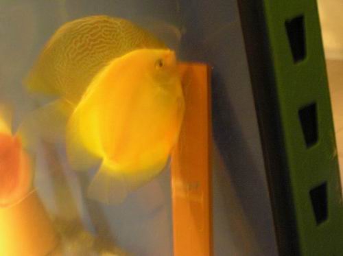 blue snake skin i siam gold.JPG