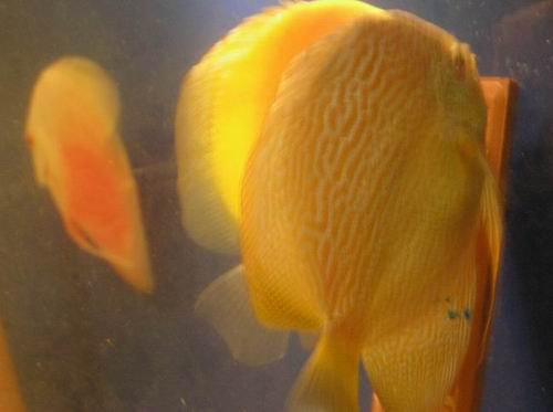 siam gold i blue snake skin.JPG