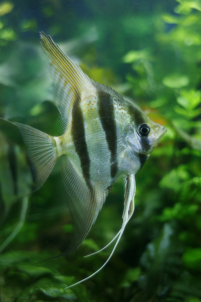 Altumy 190 kopia.jpg