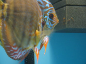 larwy na gąbce 2.jpg